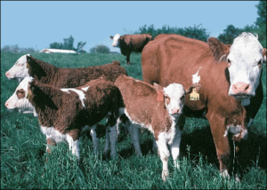 cows and calves free clipart