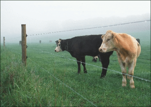 cows by fence free clipart