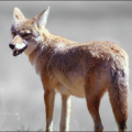 coyote animal free clipart