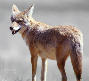 coyote animal free clipart