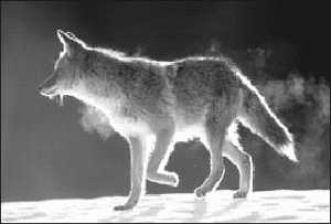 coyote backlit in snow free clipart