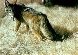 coyote free clipart