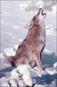 coyote howling free clipart
