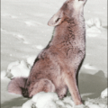 coyote howling spot free clipart