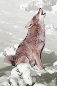 coyote howling spot free clipart