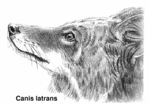 coyote latin free clipart