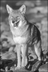 coyote looking free clipart