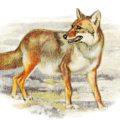 coyote painting free clipart