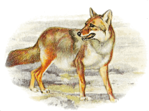 coyote painting free clipart