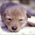 coyote pup free clipart