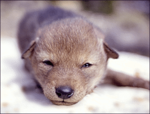 coyote pup free clipart