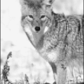 coyote stare free clipart