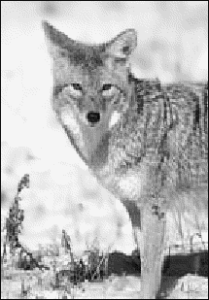 coyote stare free clipart