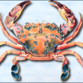 crab drawing free clipart