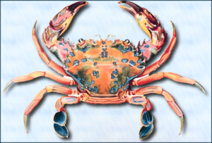 crab drawing free clipart