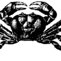 crab sketch free clipart