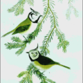 crested tit free clipart