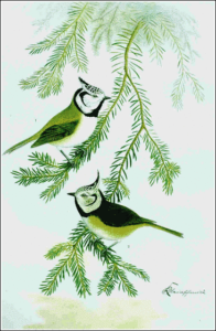 crested tit free clipart