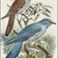 cuckoo birds free clipart