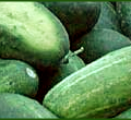 cucumbers banner free clipart