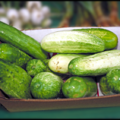 cucumbers harvest free clipart