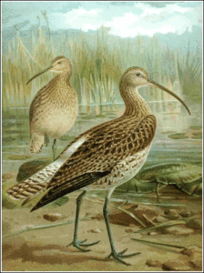 curlew free clipart