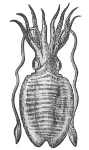 cuttlefish free clipart