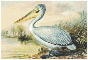 dalmatian pelican free clipart