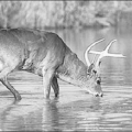 deer drinking water free clipart