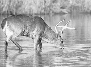 deer drinking water free clipart