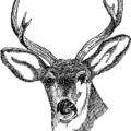 deer head free clipart