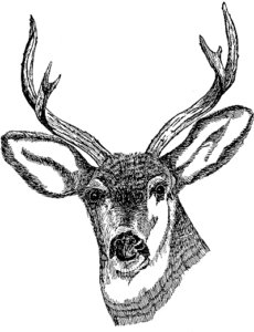 deer head free clipart