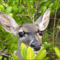 deer in mangroves free clipart