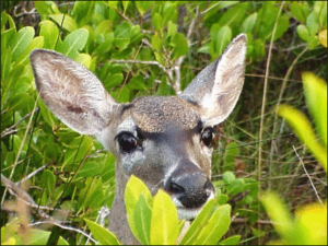 deer in mangroves free clipart