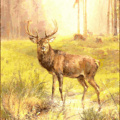 deer large buck by water morning free clipart