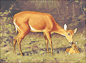 deer maternal love deer free clipart