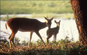 deer mother and fawn free clipart