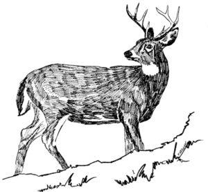 deer white tail deer free clipart