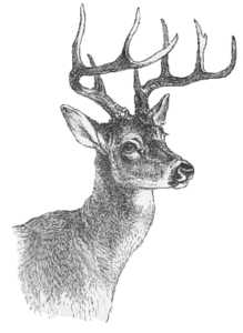 deer white tail free clipart