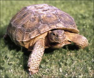dessert turtle free clipart