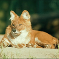 dhole animal free clipart