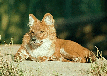 dhole animal free clipart