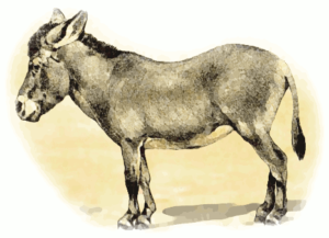 donkey domestic free clipart