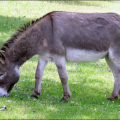 donkey eat grass free clipart