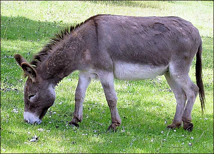 donkey eat grass free clipart