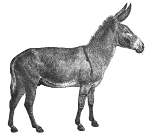 donkey wild ass free clipart