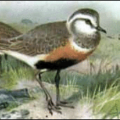 dotterel free clipart