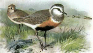 dotterel free clipart