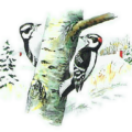 downy woodpecker free clipart