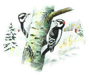 downy woodpecker free clipart